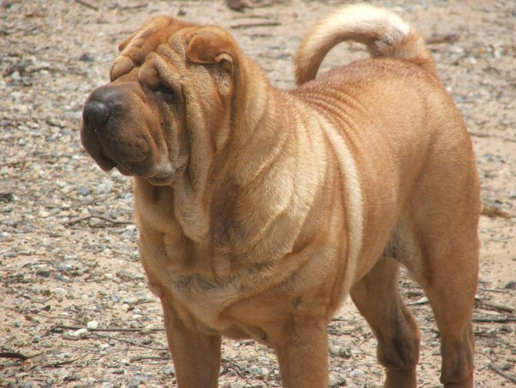 Шарпей мини черный