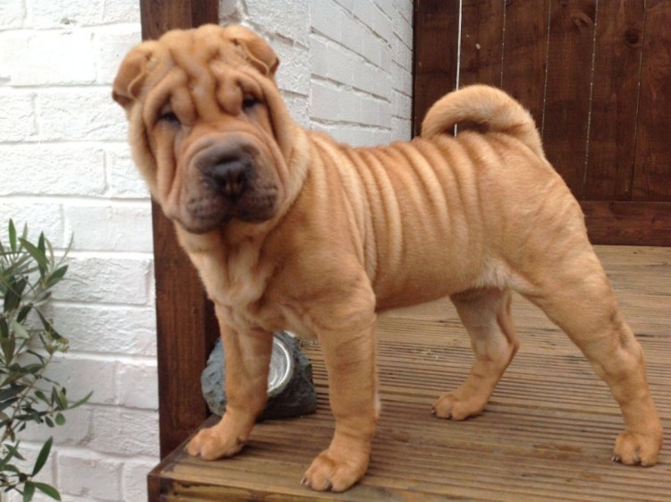 Американский шарпей