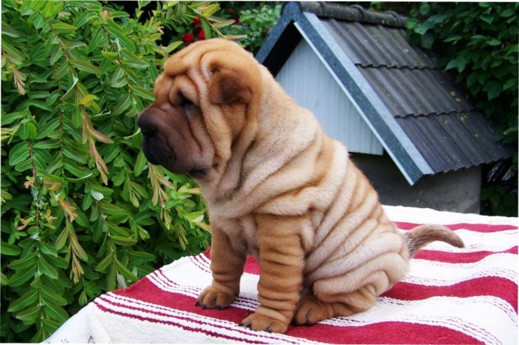 Королевский шарпей