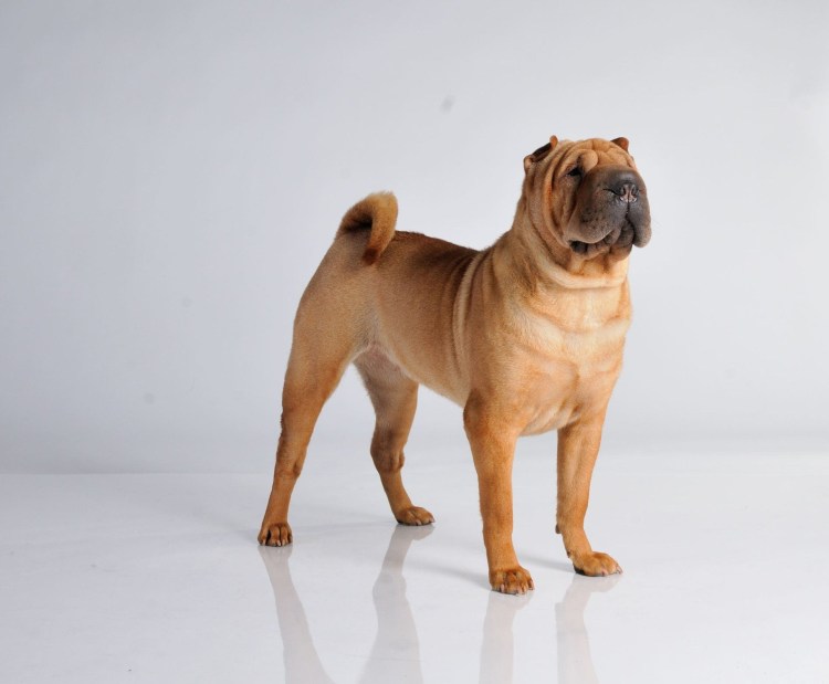 Собаки похожие на шарпея без складок