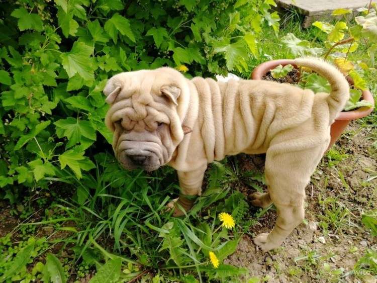 Китайский Бойцовский шарпей