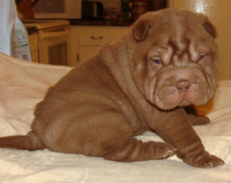 Карликовый шарпей