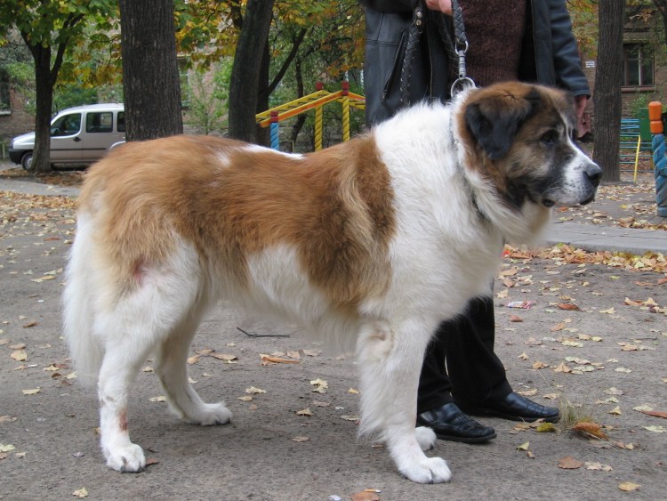 Сенбернар и колли