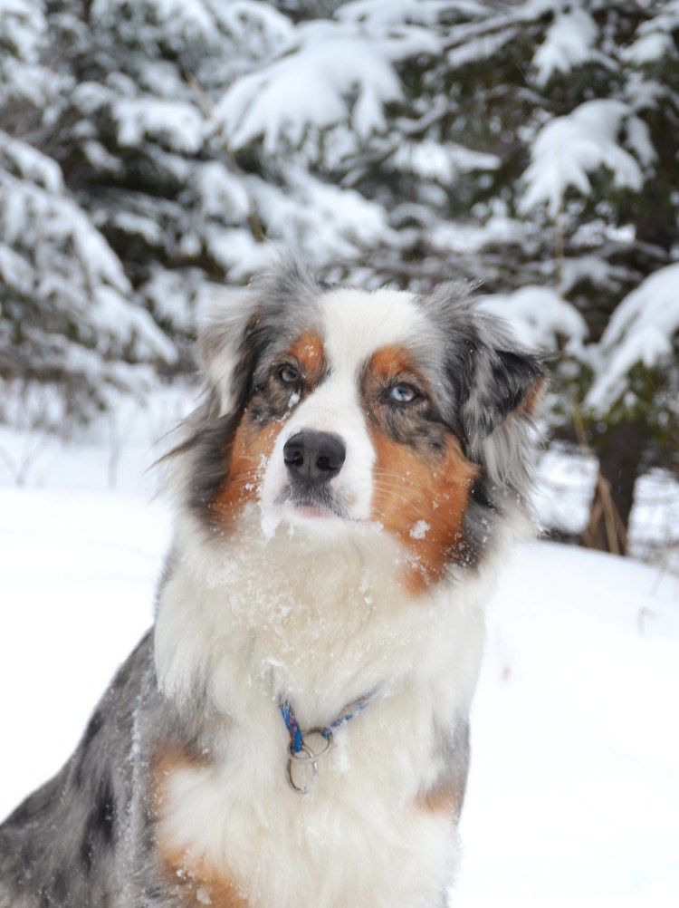 Шотландская овчарка и Сенбернар