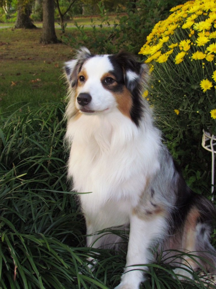 Метис колли и кавказской овчарки