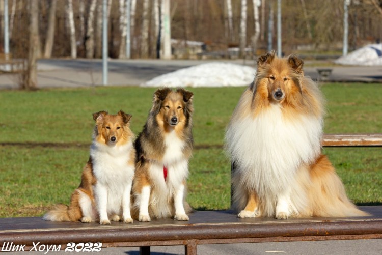 Фото вот Шотландская овчарка из 90