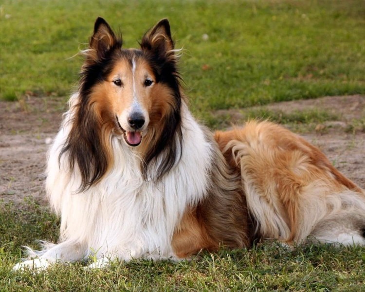 Шелти рядом с человеком