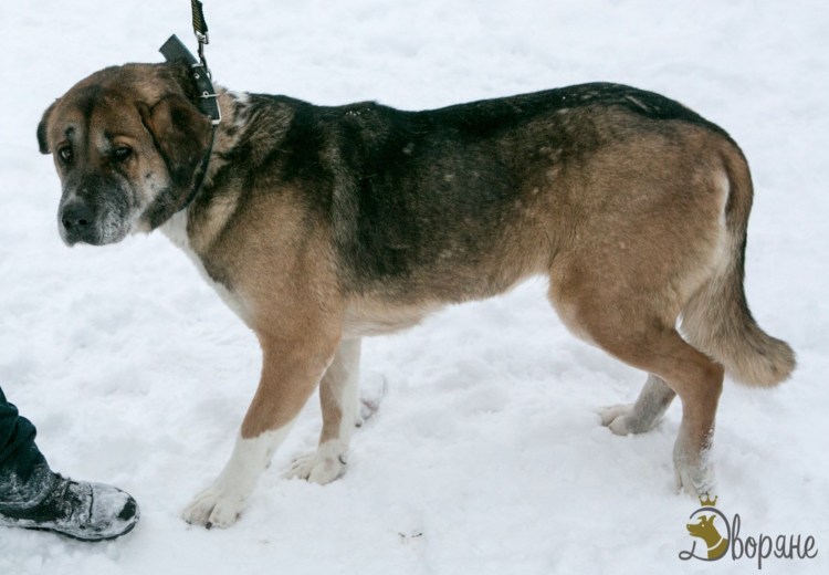 Метис бордер колли