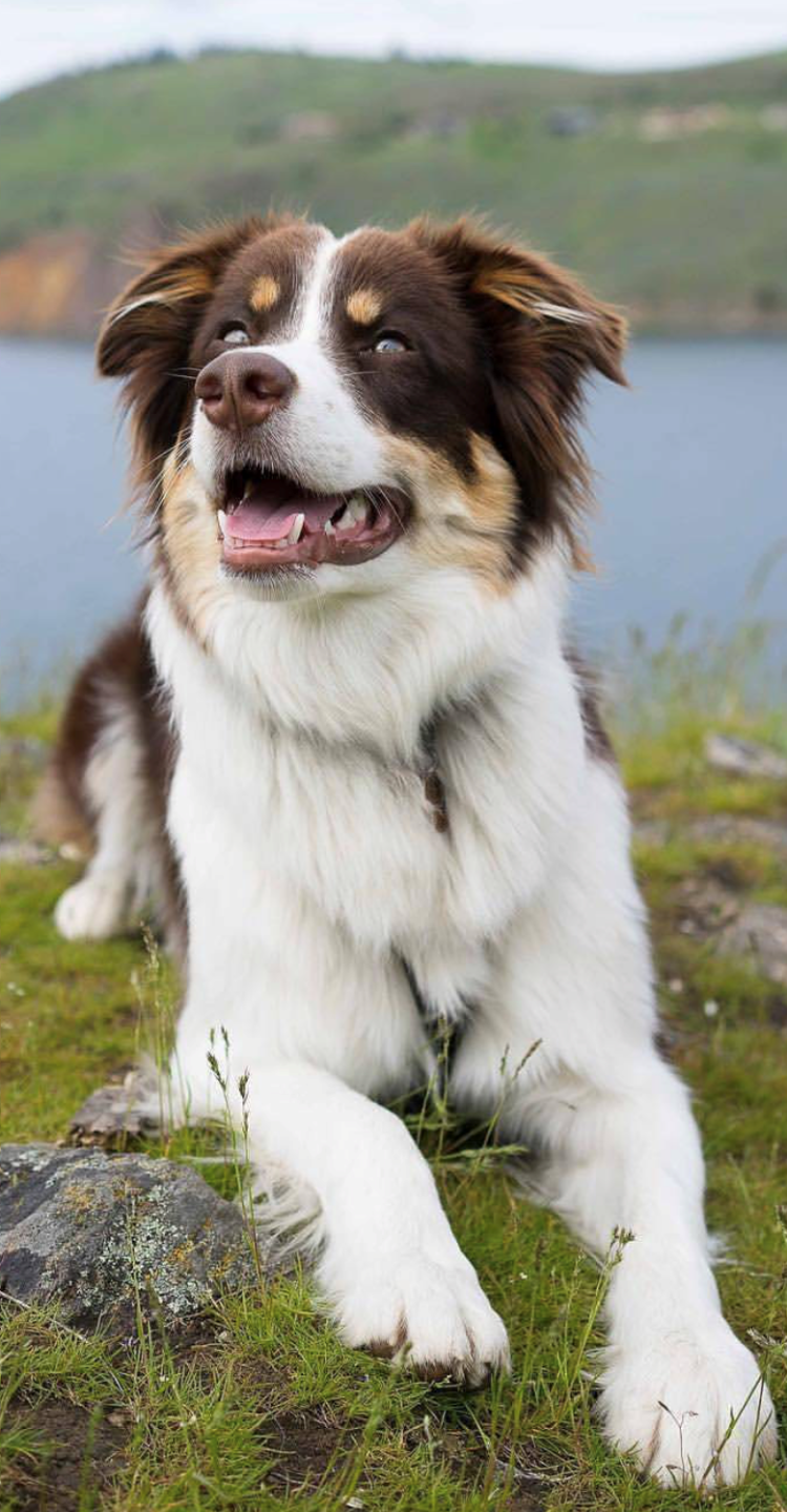 Аусси и бордер метис