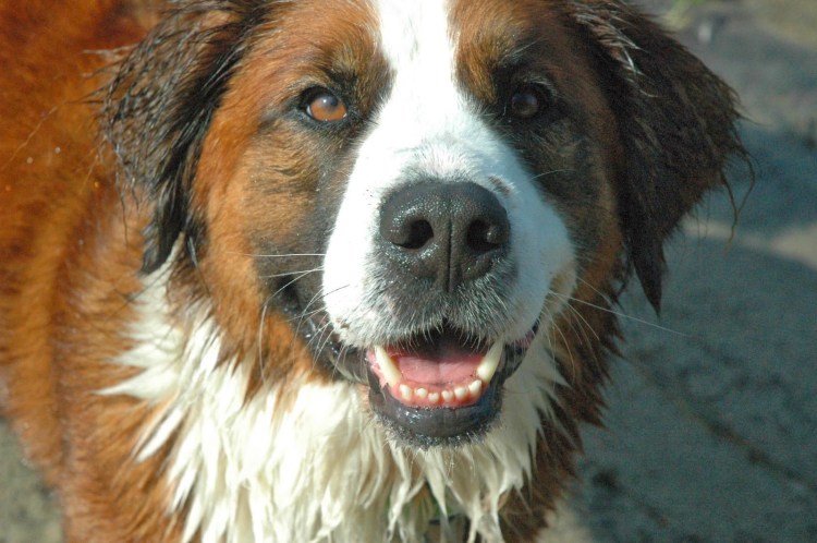 Лучшие сторожевые собаки для частного дома топ 10