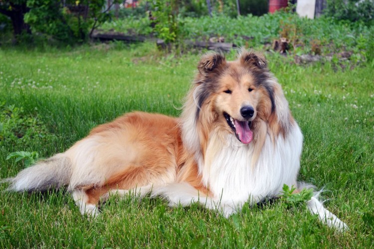 Сенбернар рисунок