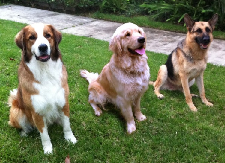 Метис сенбернара и аусси