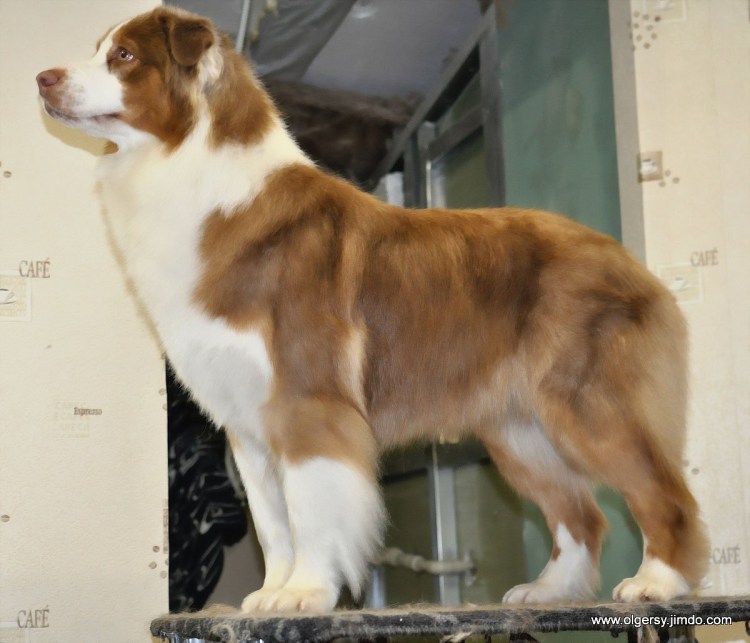 Сенбернар алабай, колли, гончая смешанная порода