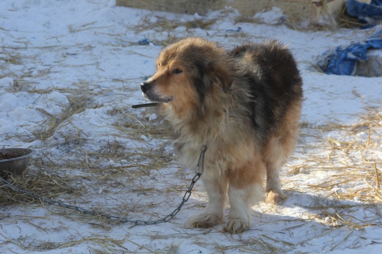 Метис алабая и сенбернара