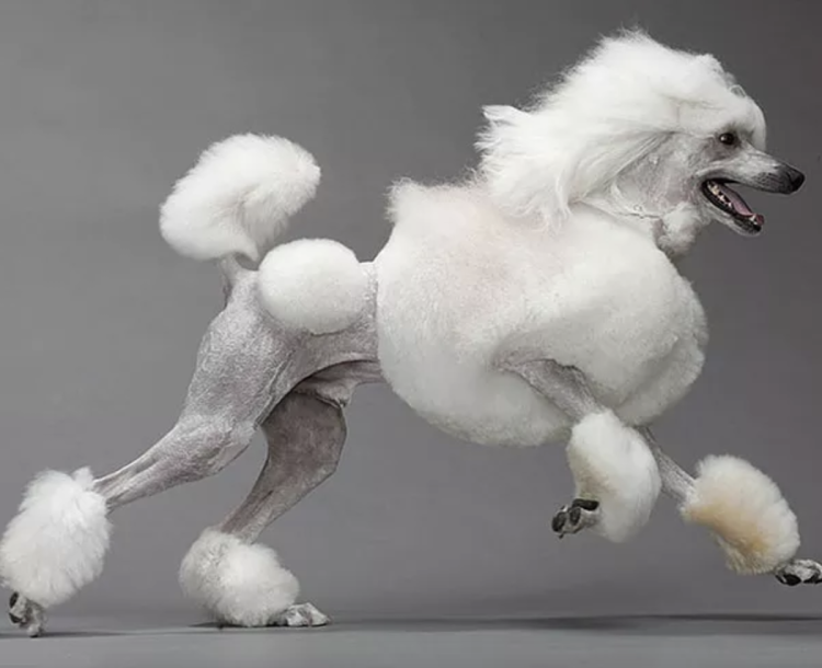 Стрижка Бишон фризе