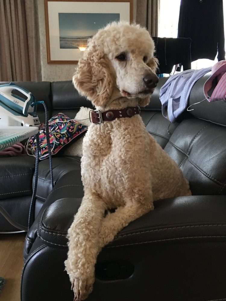 Королевский пудель выставочный