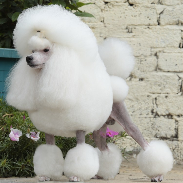 Тикап пудель корейские