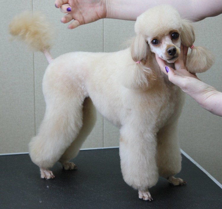 Карликовый пудель груминг