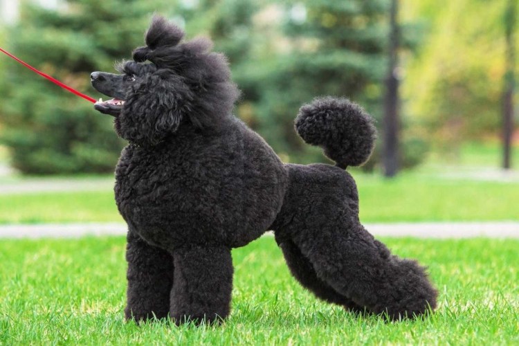 Мальтипу спаниель