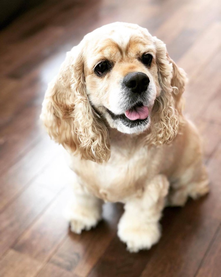 Английский кокер-спаниель