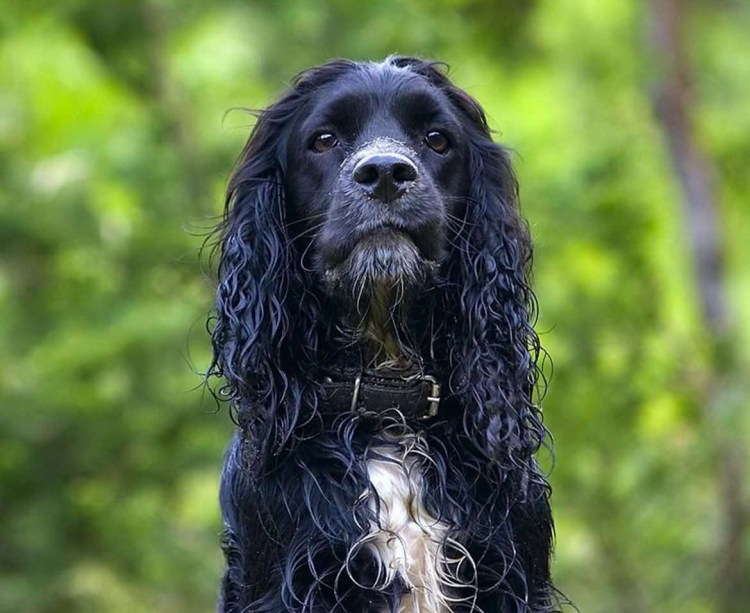 Кокер спаниель спрингер