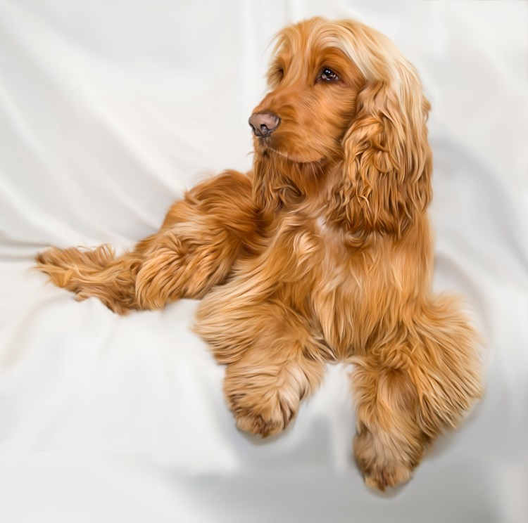 Американский кокер спаниель