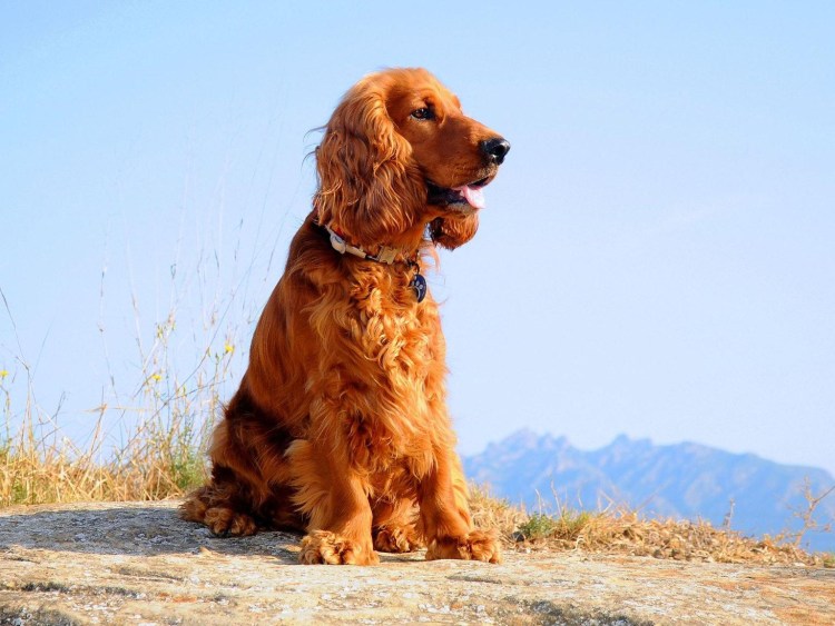 Русский охотничий спаниель