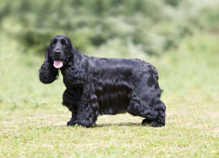 Английский кокер-спаниель
