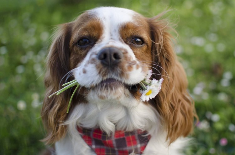 Порода собак кокер спаниель