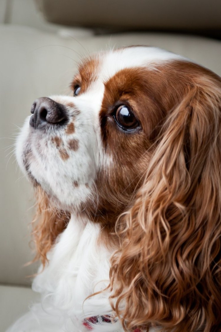 Британский кокер спаниель