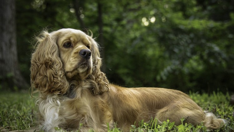 Вельш спрингер спаниель черный