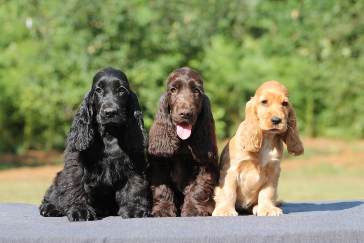 Английский кокер-спаниель