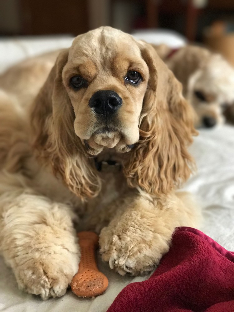 Кавалер Кинг Чарльз спани