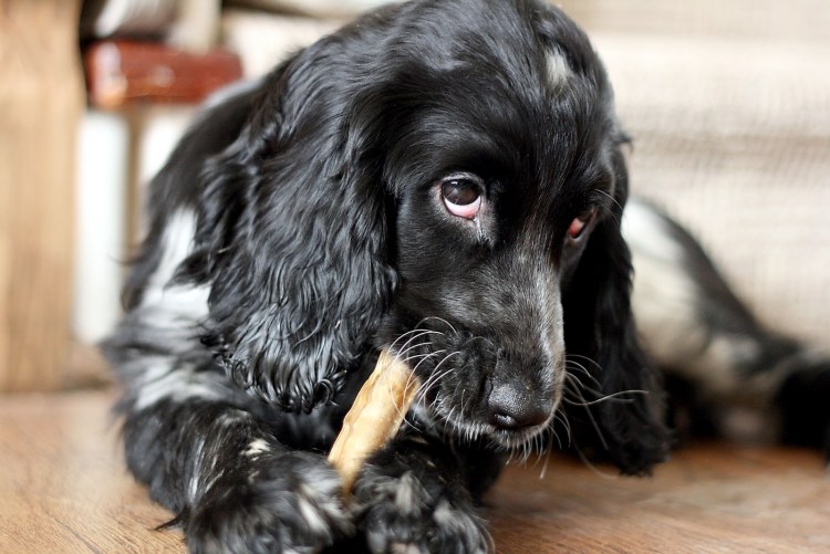 Английский кокер-спаниель