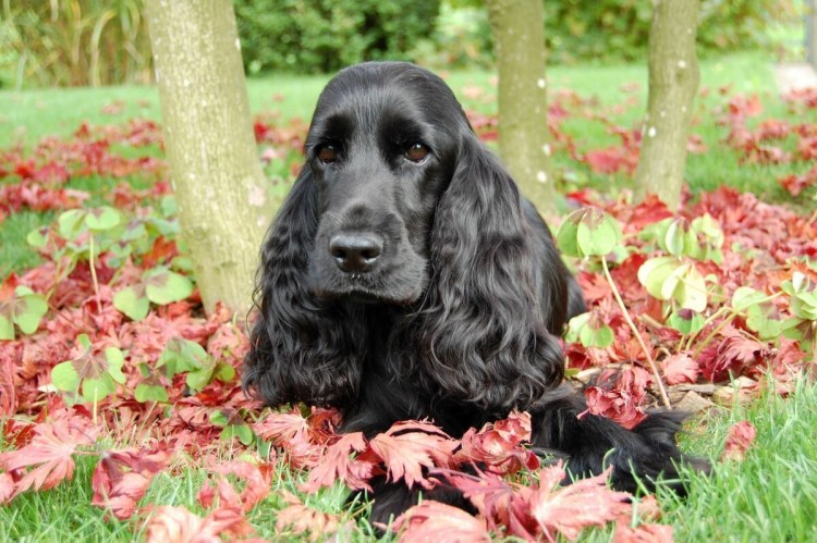 Русский охотничий спаниель