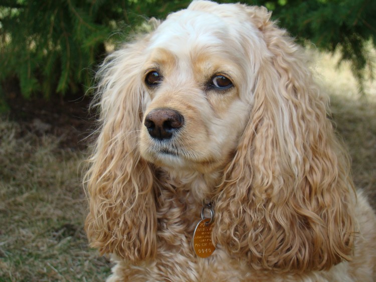 Кокер спаниель спрингер