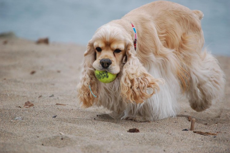 Кокер спаниель черный
