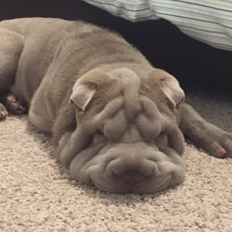 Шарпей с длинной шерстью