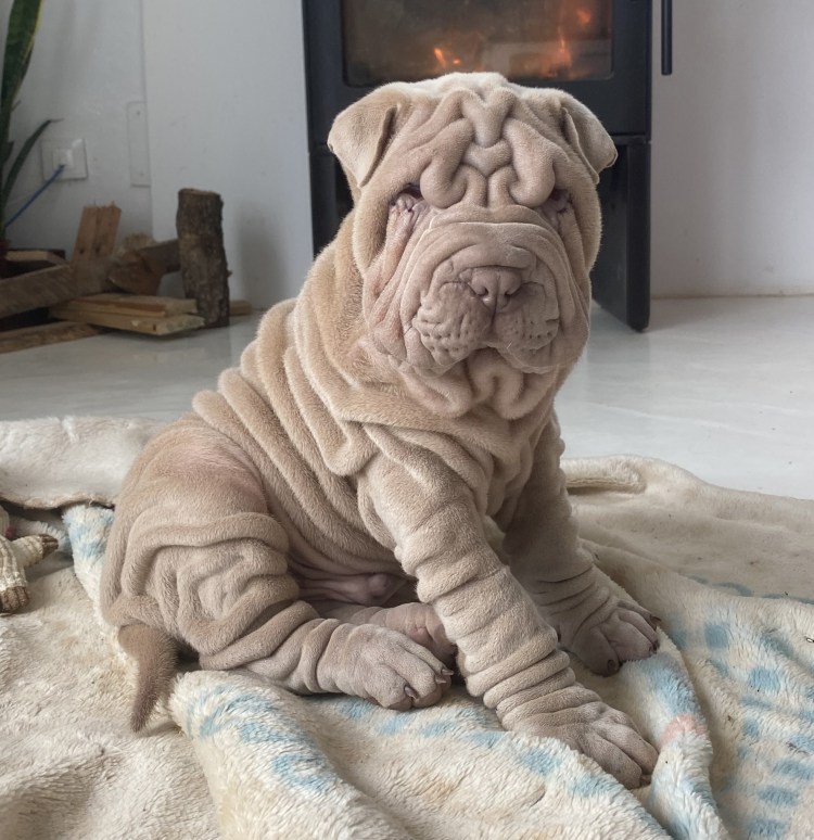 Шарпей толстый волосатый