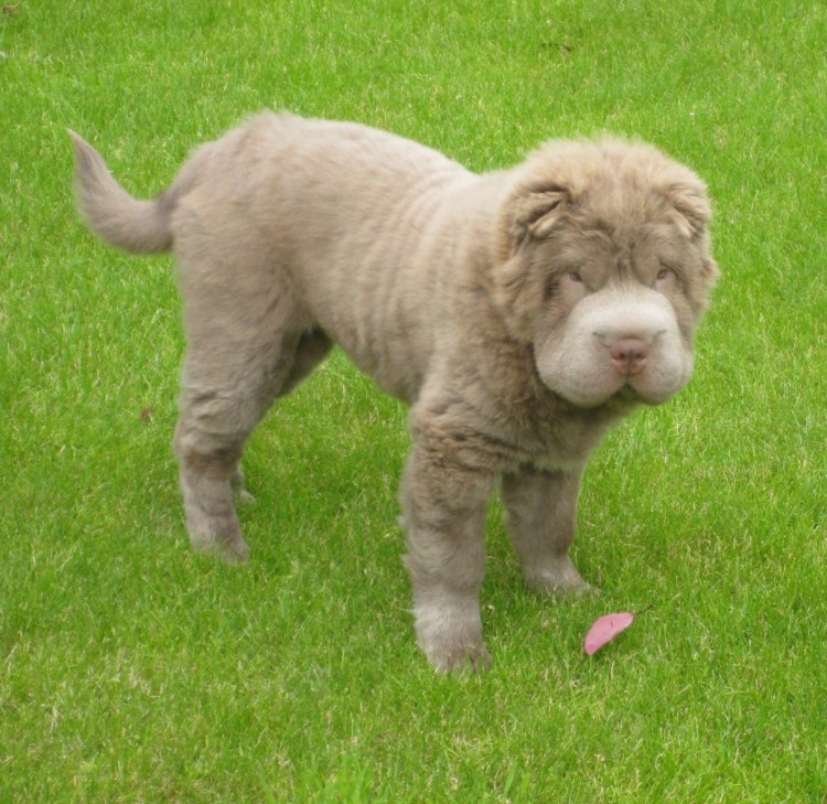 Вычесывание чау чау