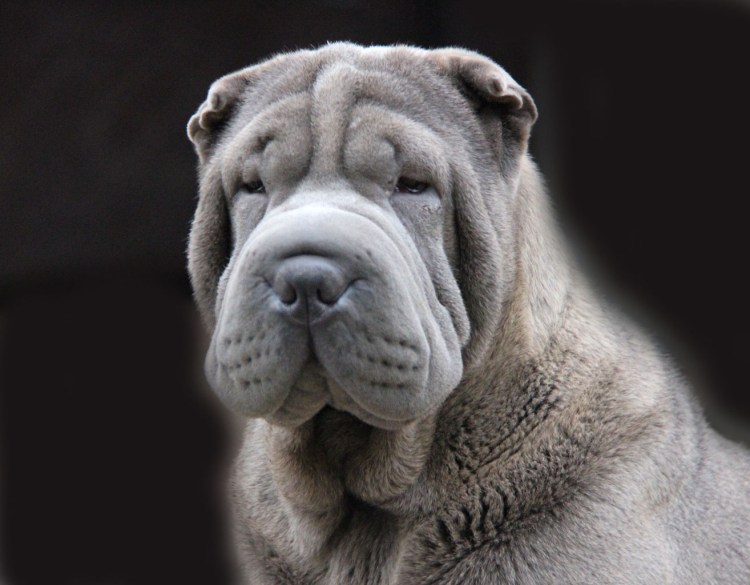 Шарпей Прайд