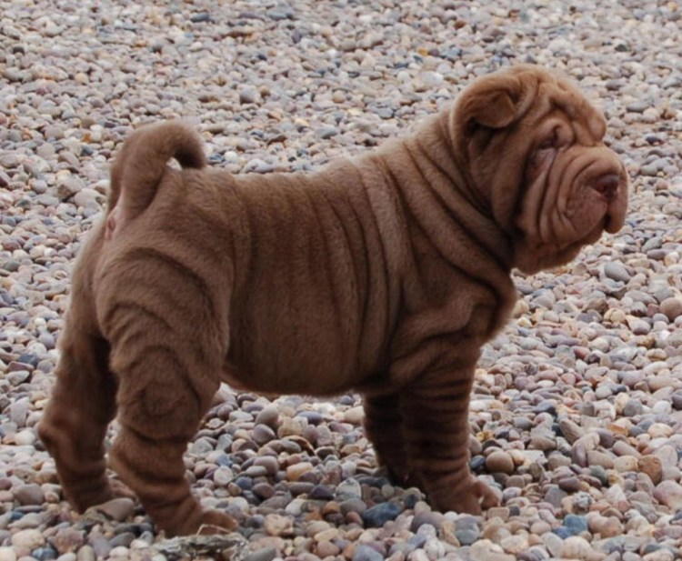 Шарпейный Мопс Англия