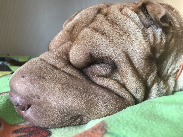 Шарпей заросший