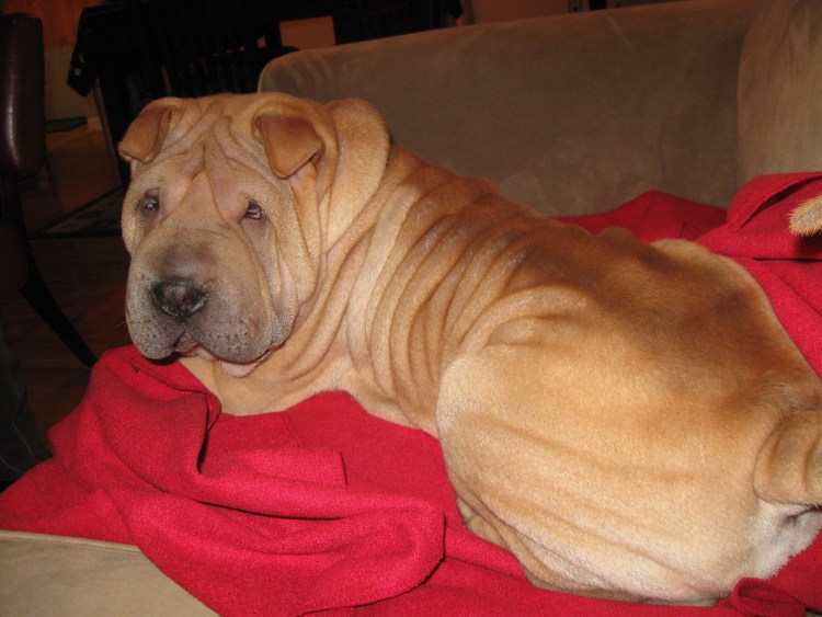 Пушистый шарпей