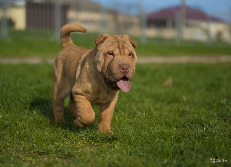 Шарпей флаффи