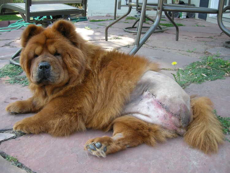 Шарпей Медвежка