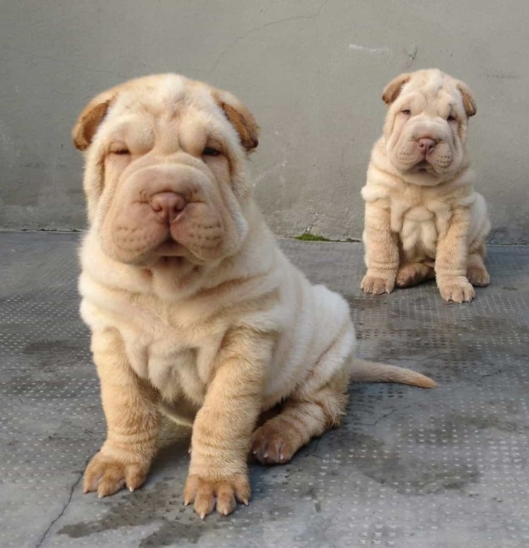 Гималайский шарпей