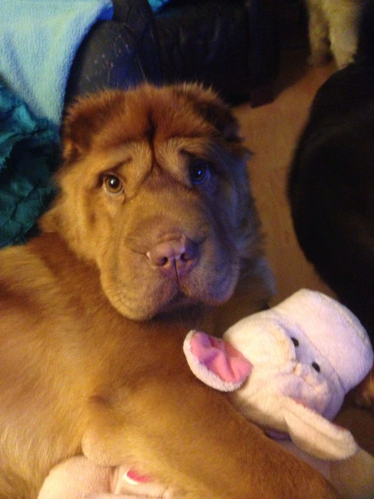 Шарпей собака за рулем