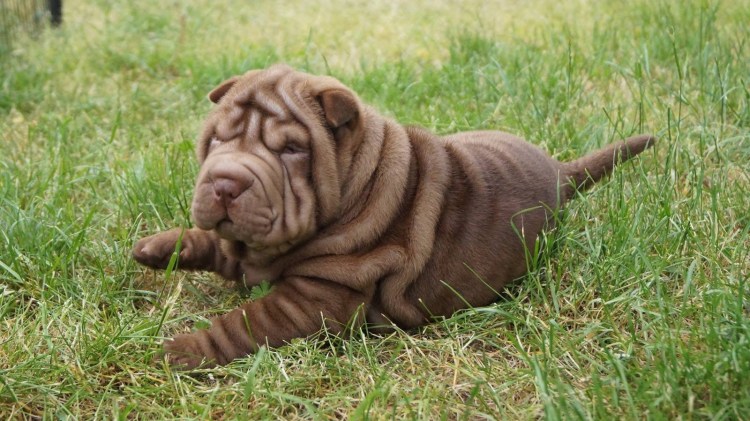 Длинношерстный шарпей Орлова