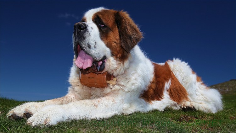 Порода Бигль харьер